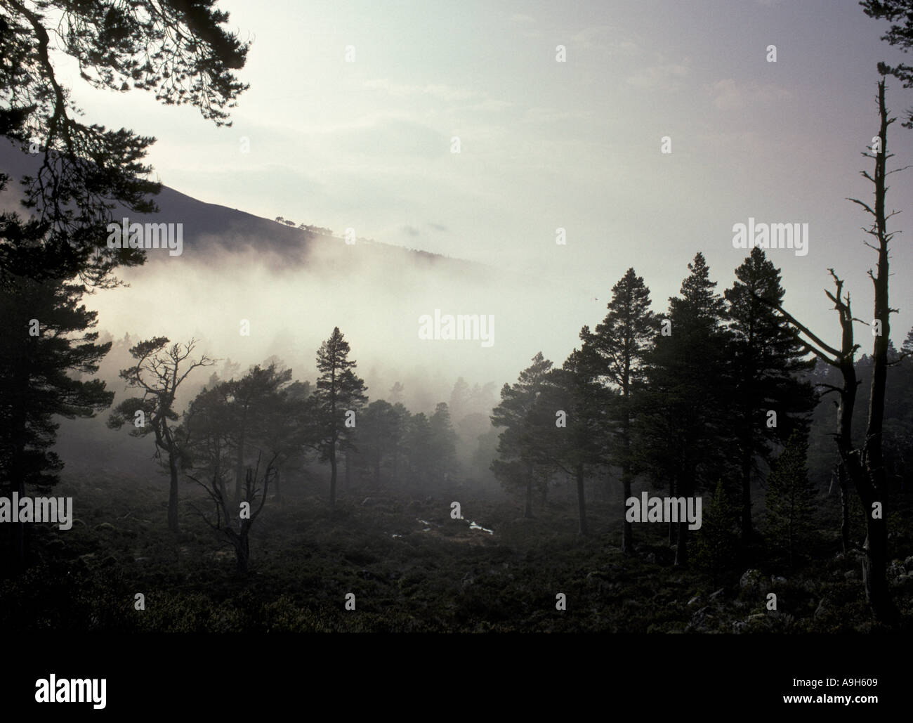 Foresta di alberi di conifere nebbia nella foresta di Caledonian Foto Stock