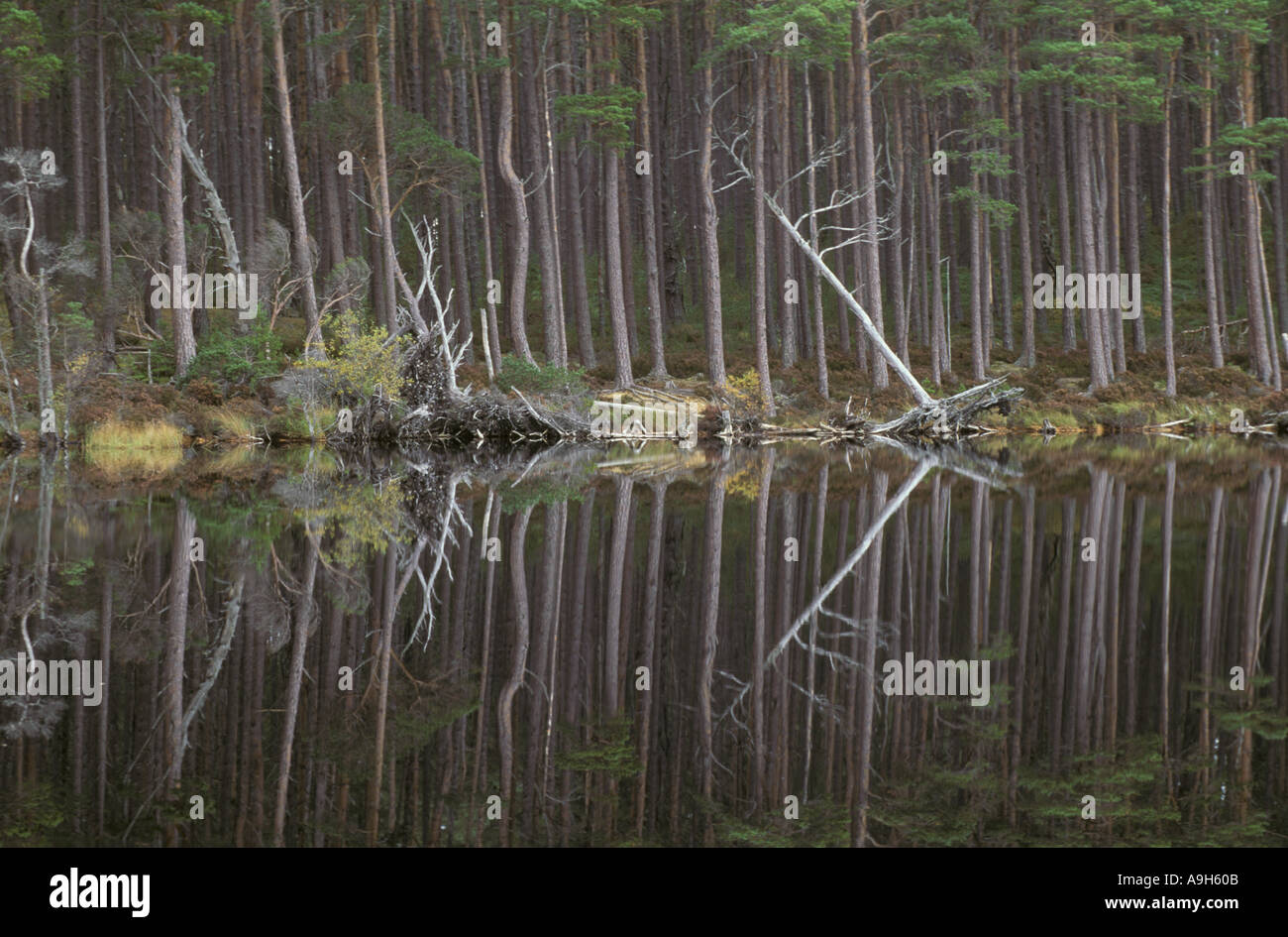 Foresta di alberi di conifere close up di Caledonian alberi da foresta a bordo di acqua Foto Stock