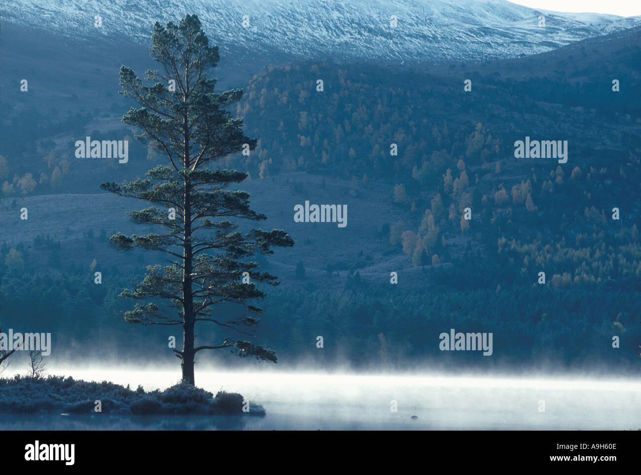 Foresta di conifere di pino silvestre foschia sopra il lago Foto Stock