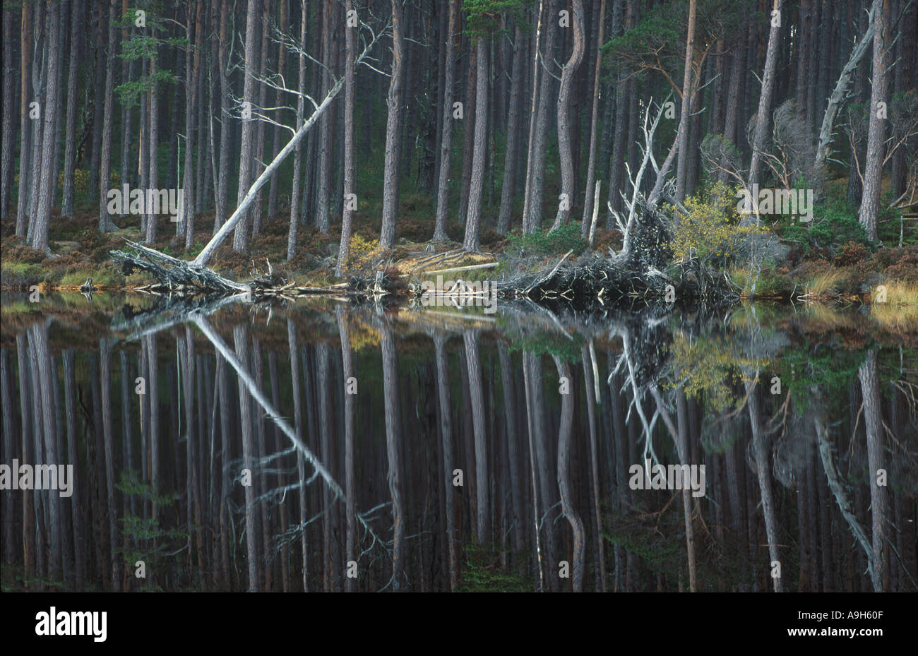 La foresta di conifere Caledonian Pineta Pineta riflessione Foto Stock