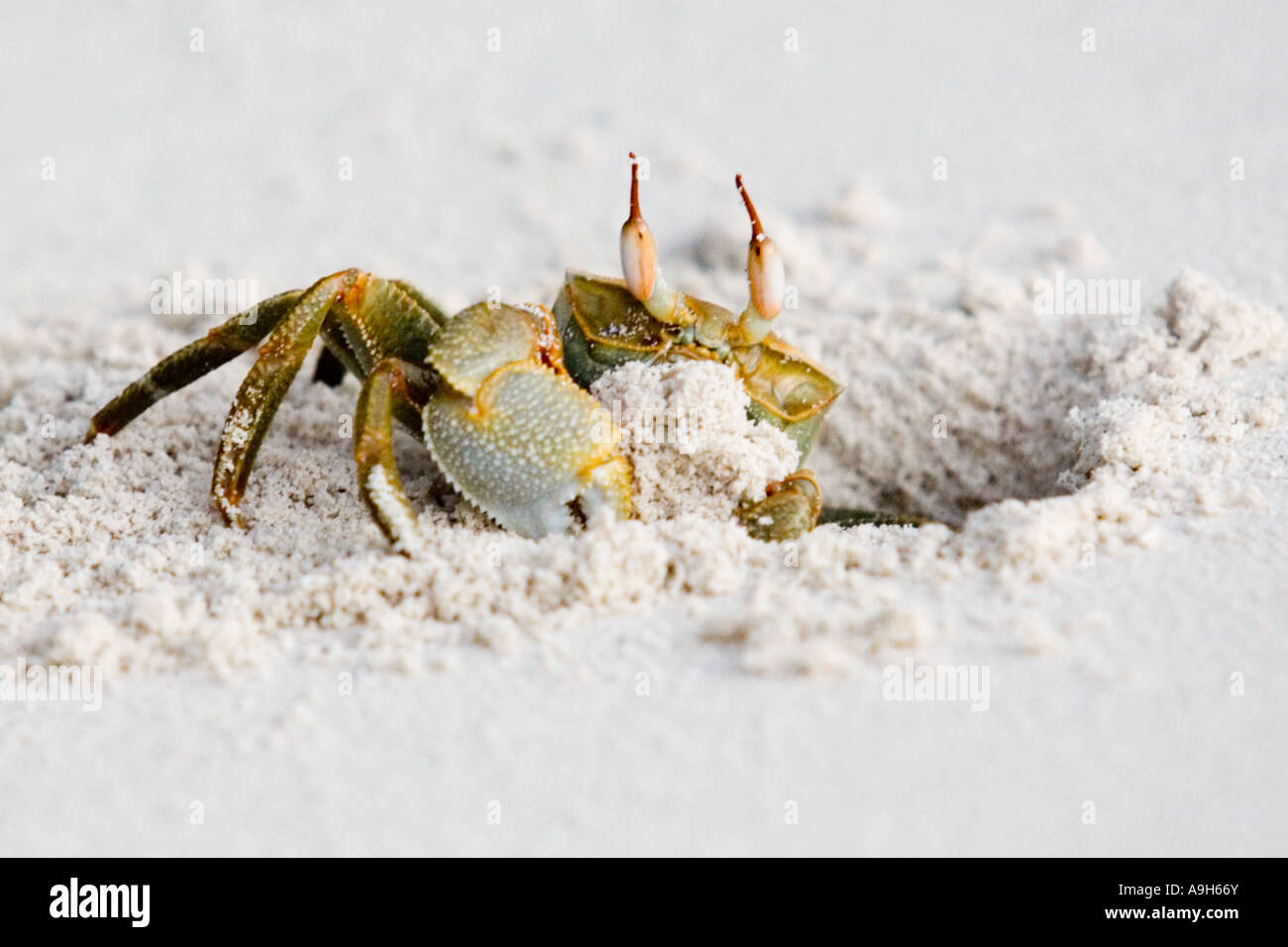 Fiddler Crab uscente dal foro Foto Stock