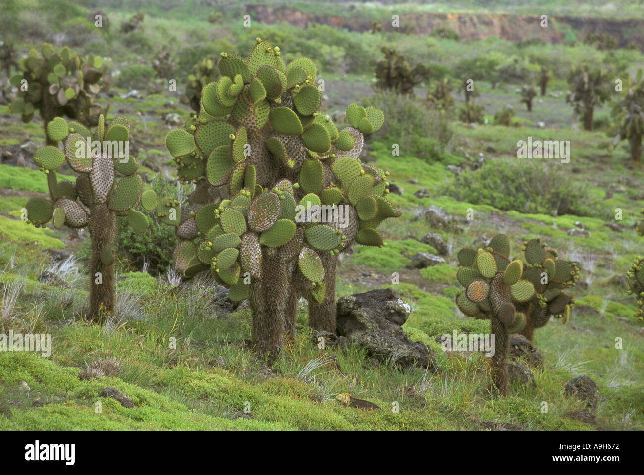 Tree Opuntias Opuntia echios echios Plaza sur le Galapagos Foto Stock