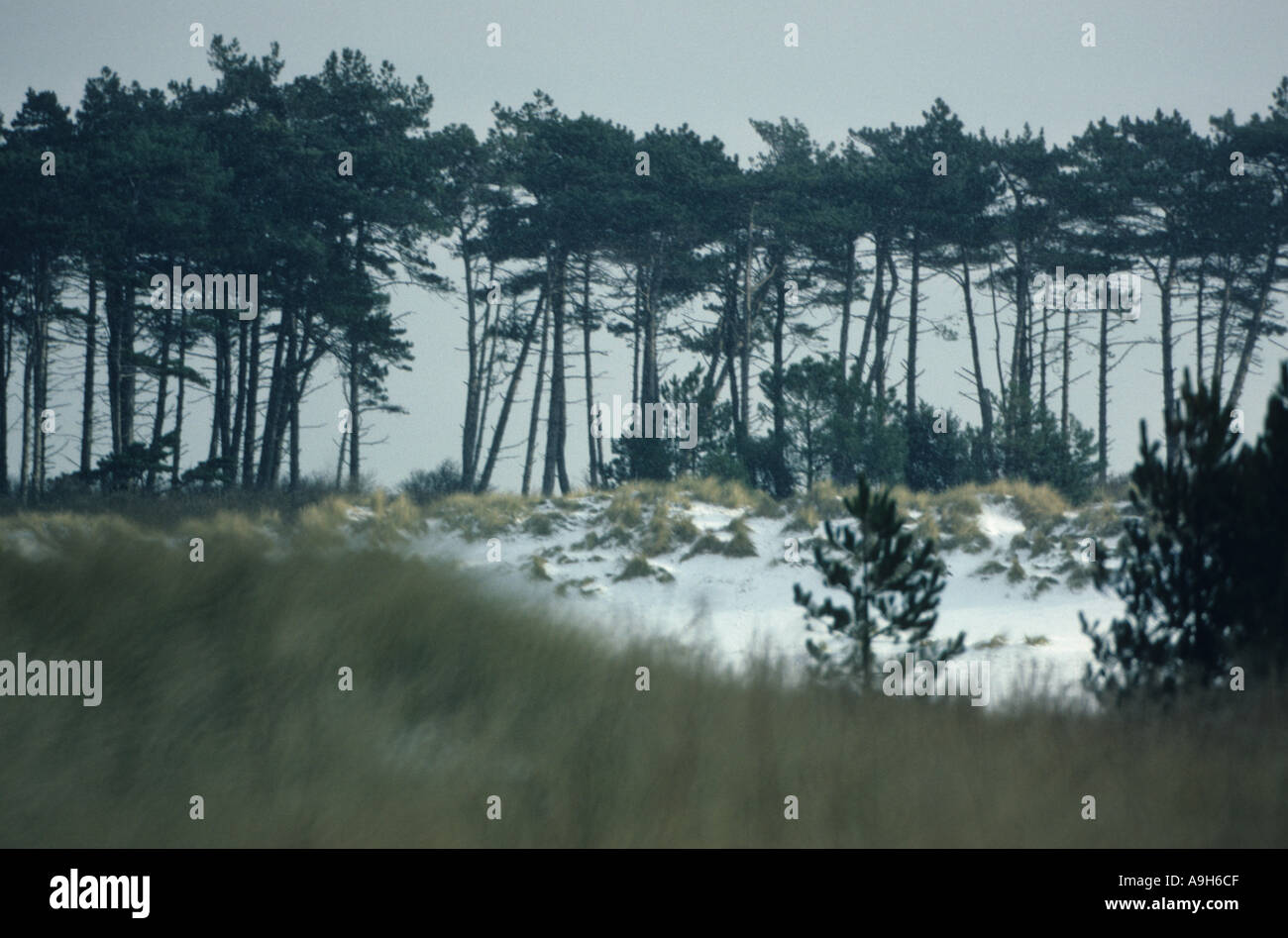 Europa dune di alberi di pino che cresce in dune di sabbia pozzetti Norfolk inverno Foto Stock