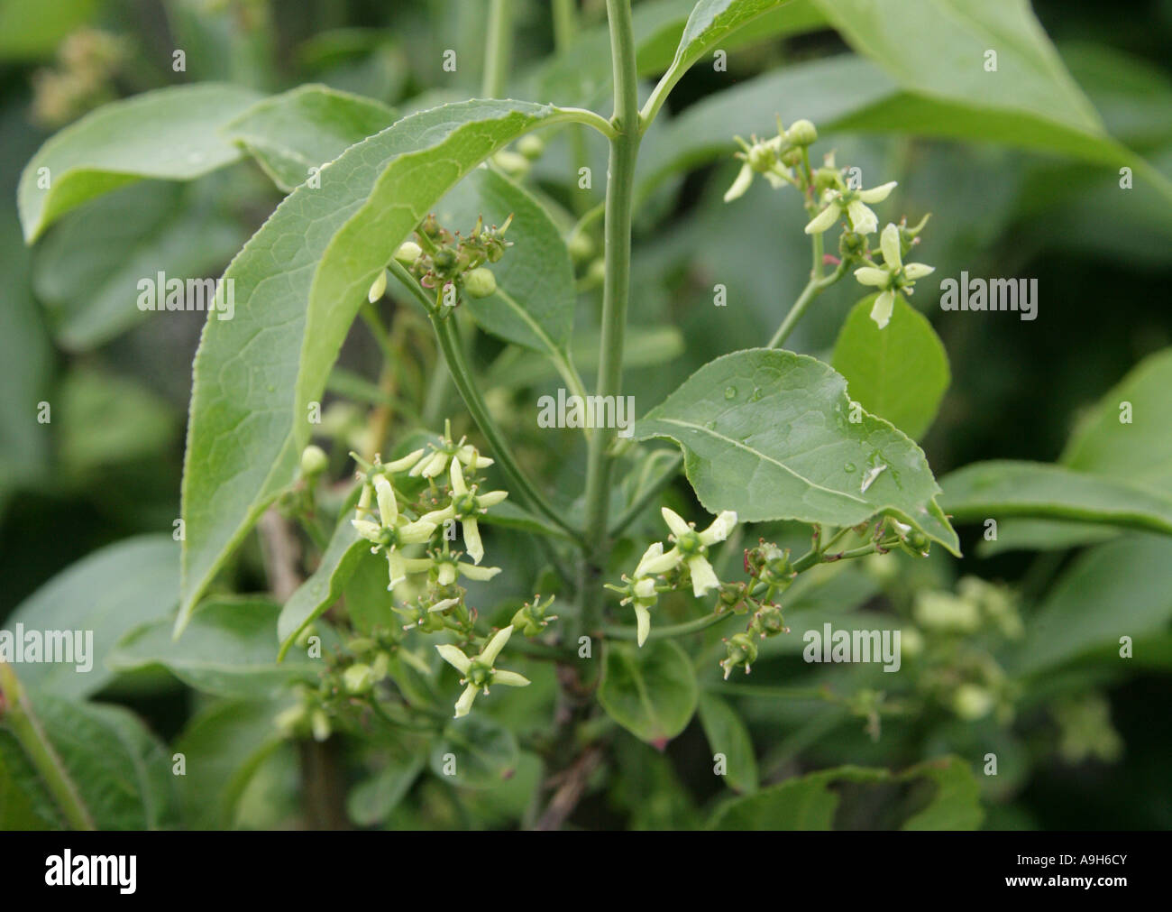 Mandrino albero in fiore, Euonymus europaeus, Celastraceae Foto Stock