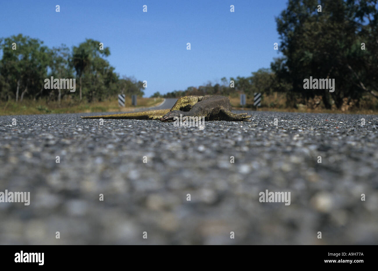Distruzione del rettile morto Gould s Monitor Varanus gouldii ucciso sulla strada di Territorio del Nord Australia Foto Stock
