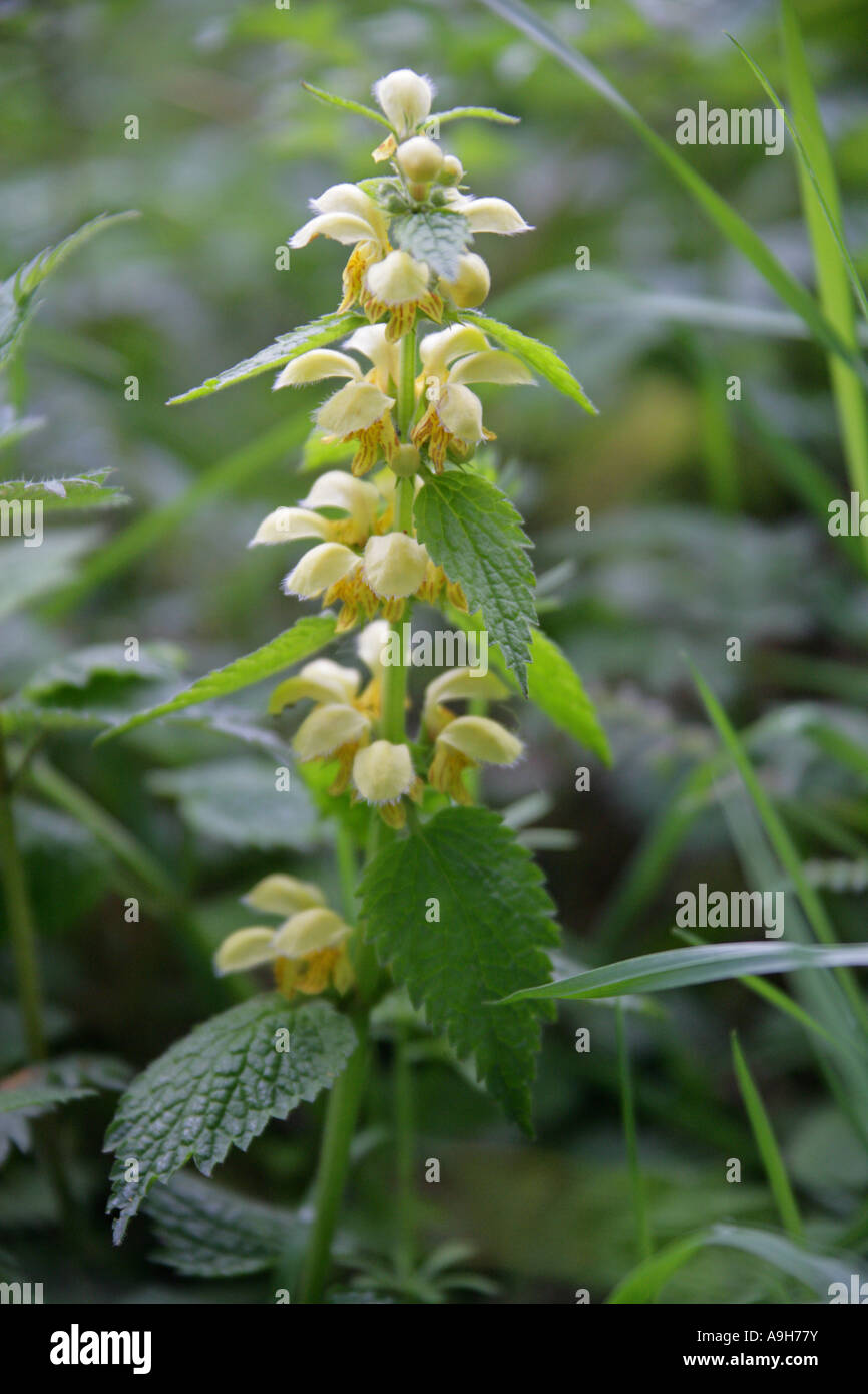 Giallo Arcangelo Galeobdolon luteum uno dei Morti di ortiche noto anche come la Donnola muso Foto Stock