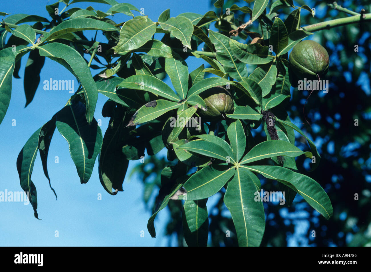 Colture agricole cacao Close up di baccelli sul ramo Foto Stock