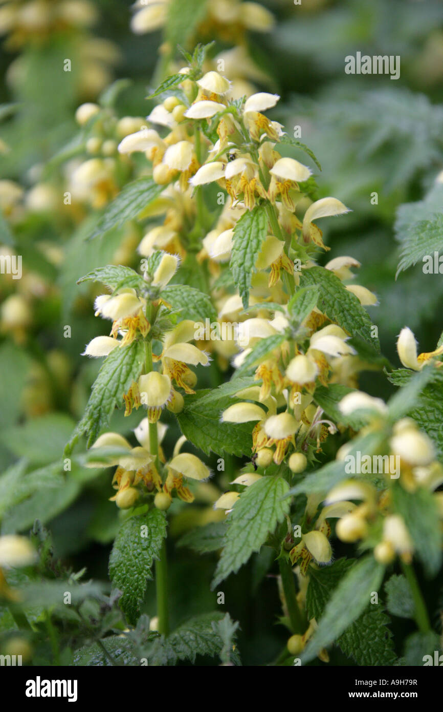 Arcangelo giallo, Lamium galeobdolon, (Galeobdolon luteum), Lamiaceae. Uno dei Nettles morti, noto anche come Weasel Snout. Foto Stock