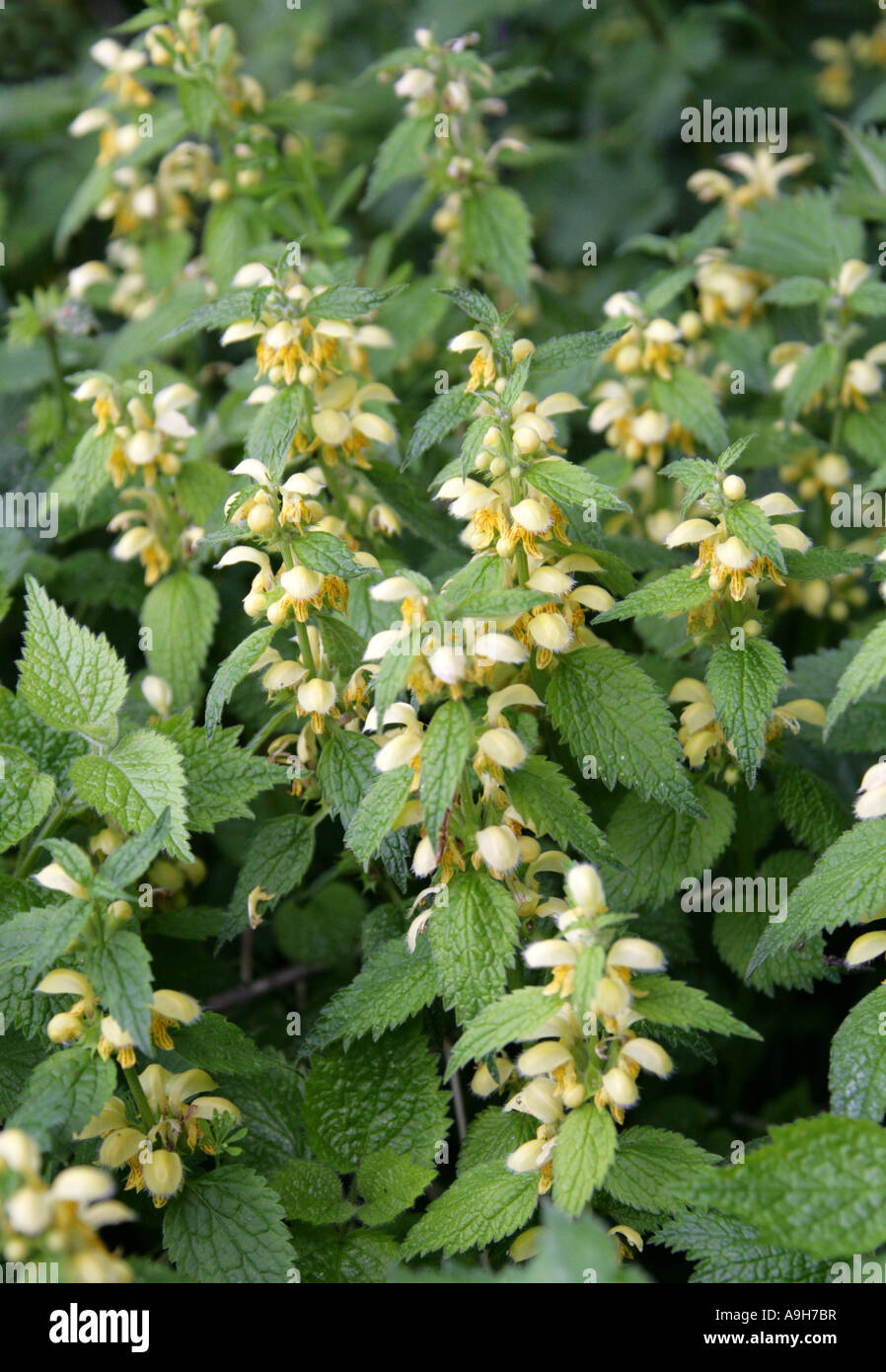 Arcangelo giallo, Lamium galeobdolon, (Galeobdolon luteum), Lamiaceae. Uno dei Nettles morti, noto anche come Weasel Snout. Foto Stock
