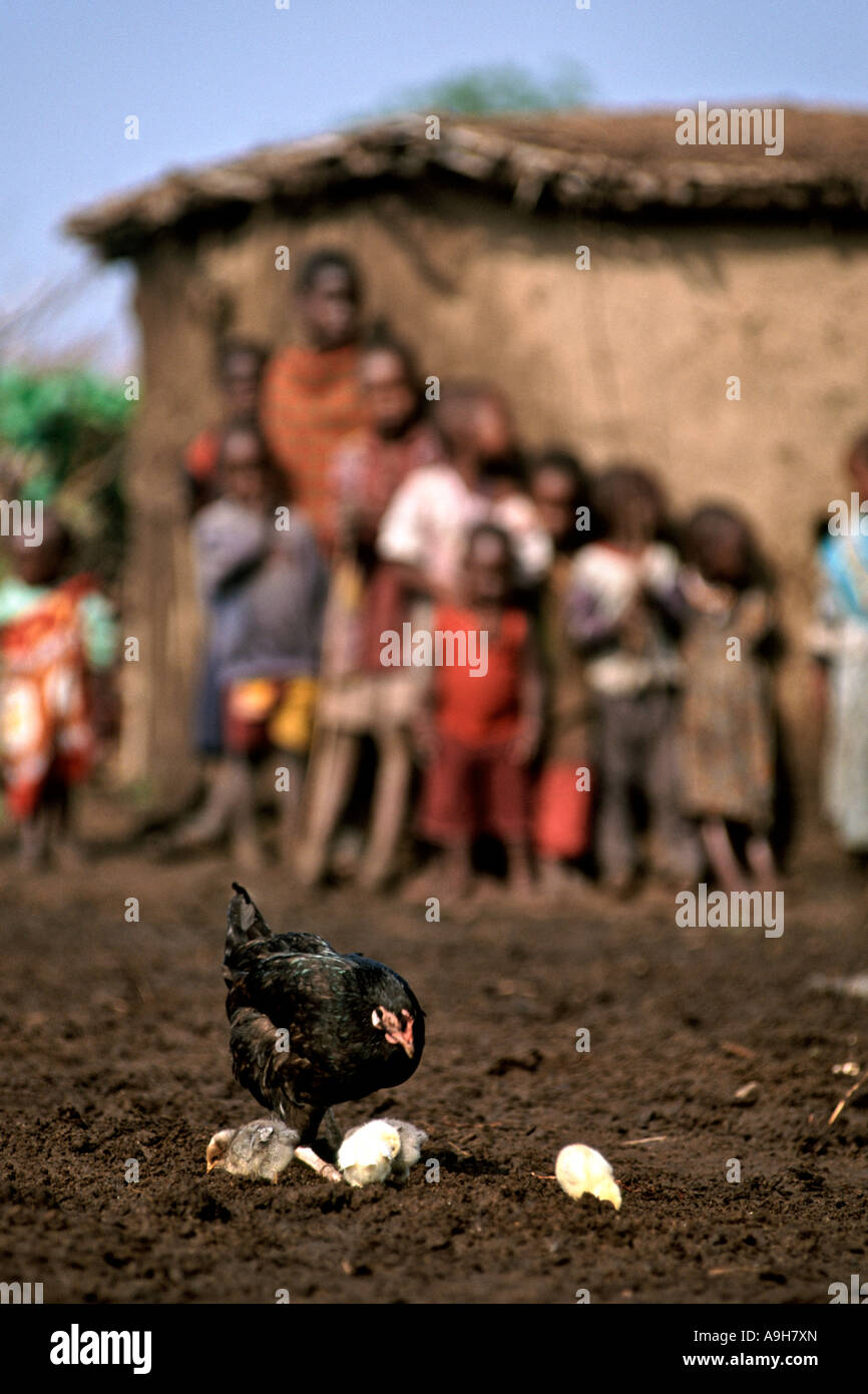 Un gruppo di bambini Masai guarda una gallina e i suoi pulcini nel loro villaggio (chiamato manyatta) nel Masai Mara in Kenya. Foto Stock