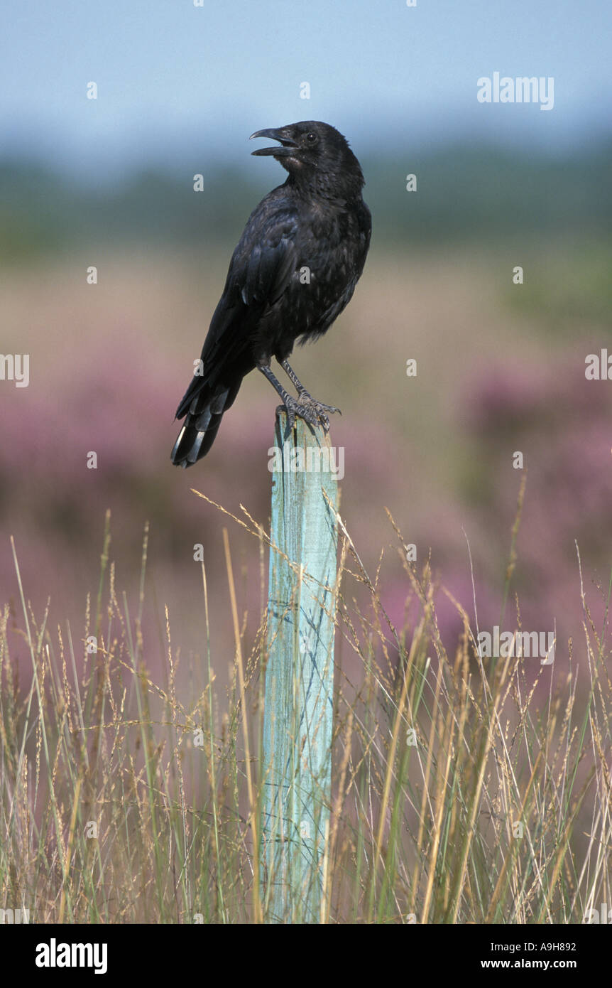 Carrion Crow Corvus corone arroccato sul post chiamando S Foto Stock