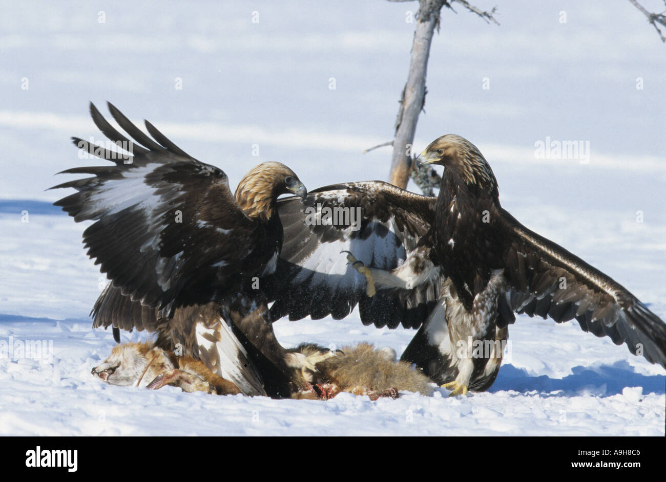 Aquila reale Aquila chrysaetos due stanno lottando per la preda Red Fox snow Finlandia Foto Stock
