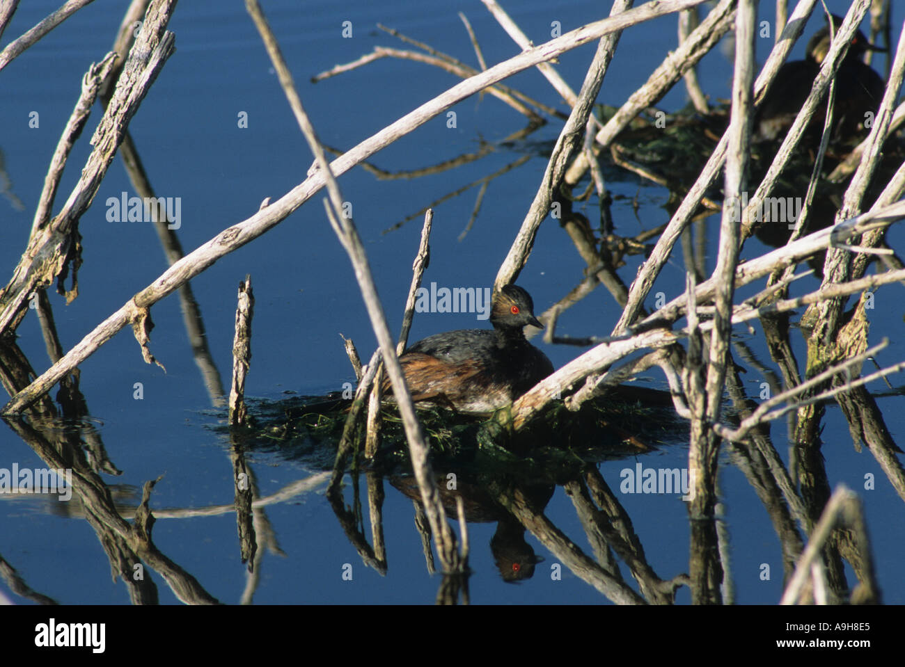 Collo Nero svasso Podiceps nigricollis sul nido tra vegetazione morto North Dakota U S A Foto Stock