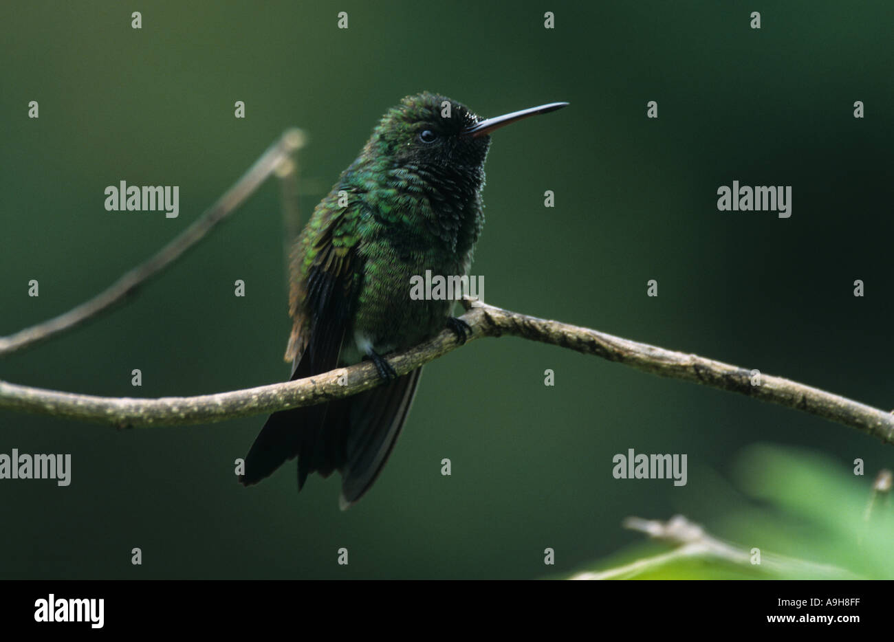Il rame rumped colibrì Amazilia tobaci appollaiato sul ramo sottile close up Tobago Foto Stock