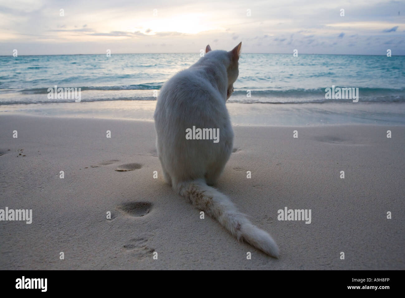 Un parassita gatto bianco che guarda al mare nelle Maldive Foto Stock