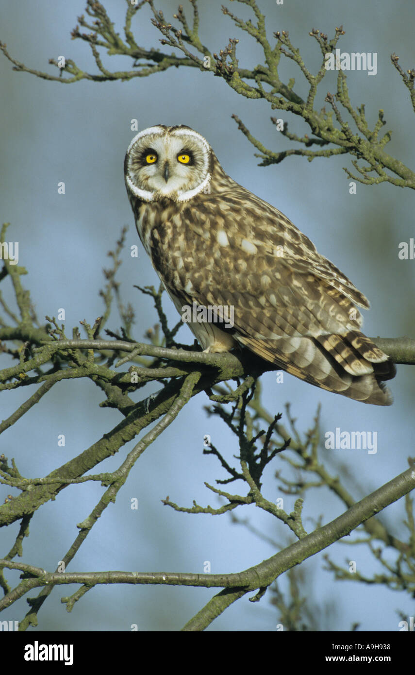 Breve eared Owl asio flammeus appollaiato sul ramo Norfolk Febbraio Foto Stock