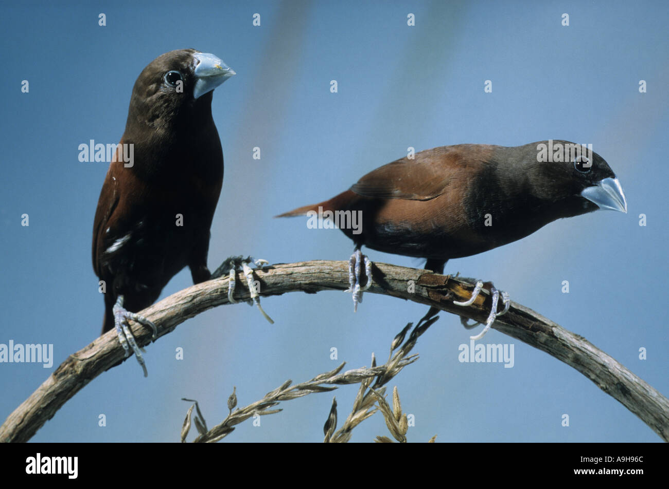 Dusky Munia Lonchura fuscans due appollaiato sul ramo Foto Stock