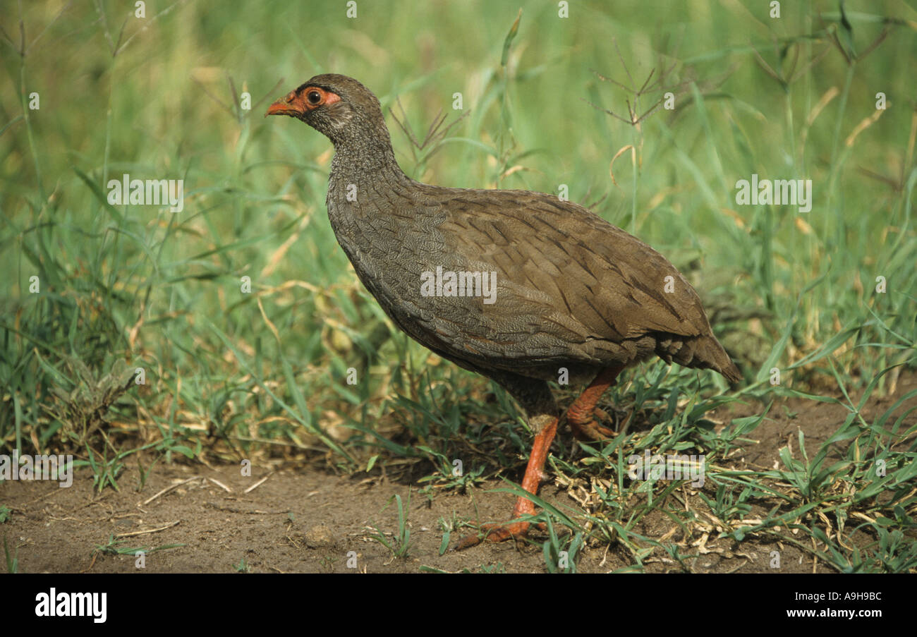 Rosso Colli Francolinus Spurfowl afer camminando sulla terra erba dietro il Serengeti NP Tanzania Foto Stock