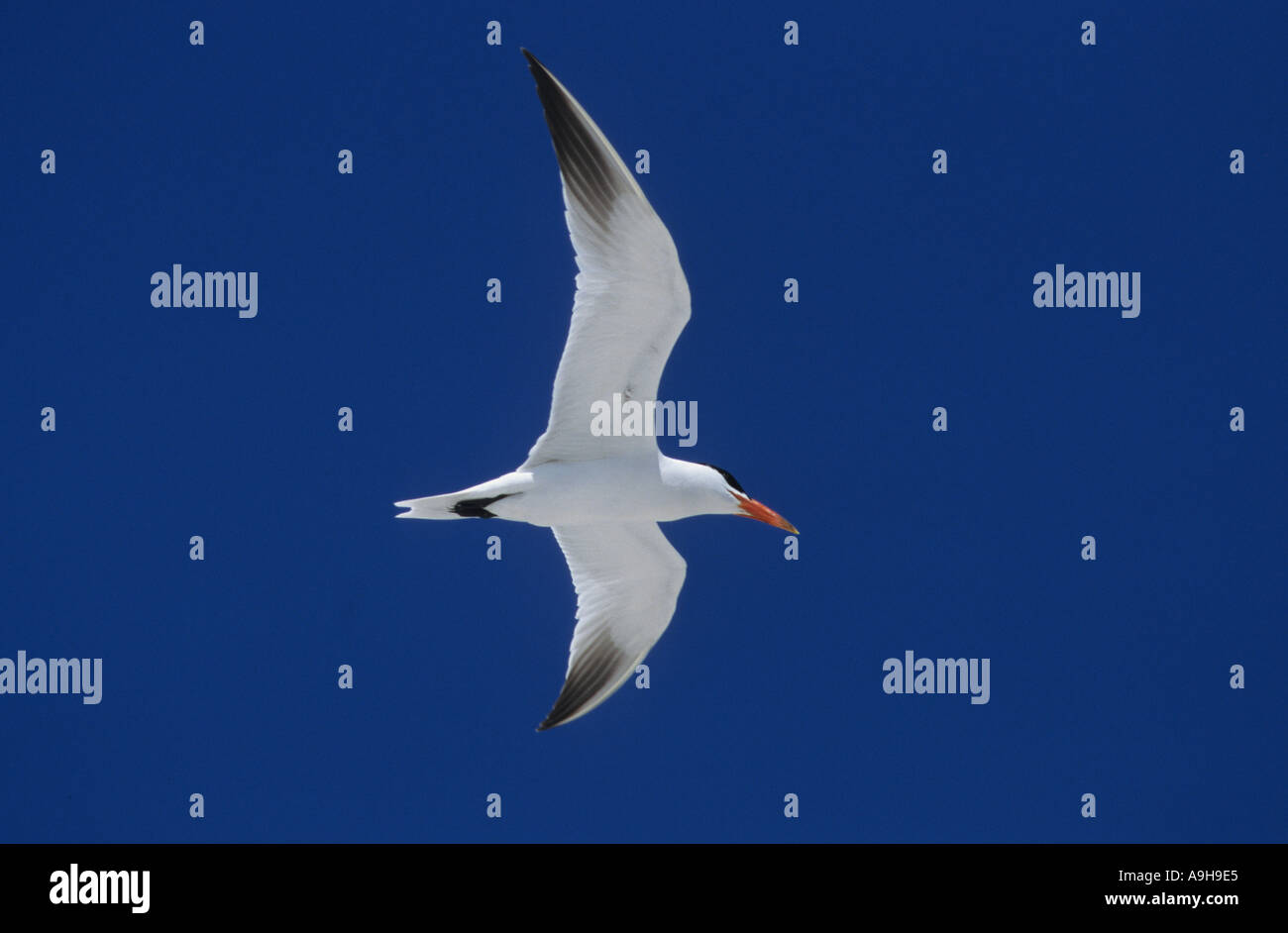 Caspian Tern Sterna caspia in volo del Sud Australia Foto Stock