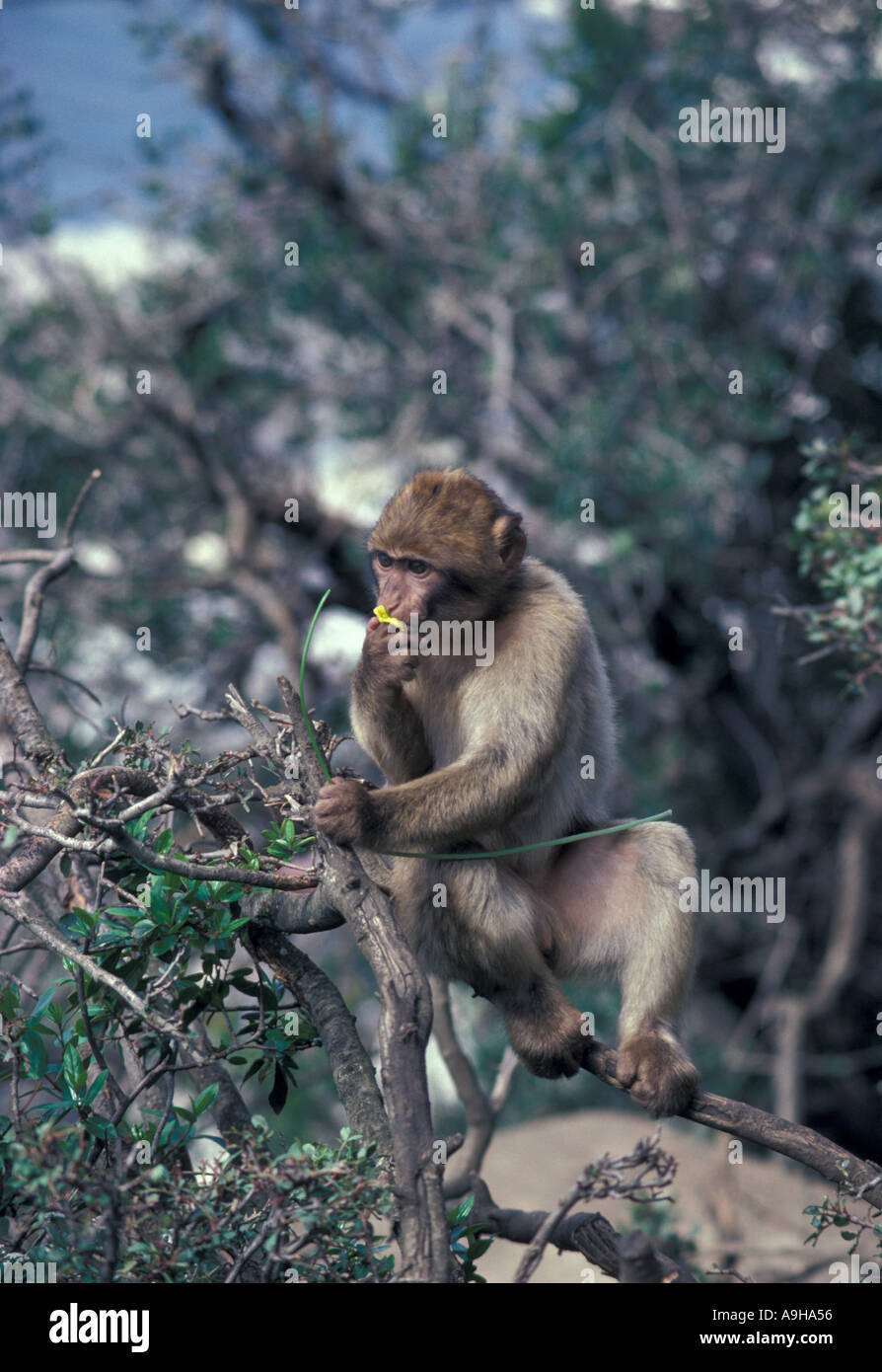 Barberia Ape Macaca sylvanus seduta sul ramo alimentare Foto Stock
