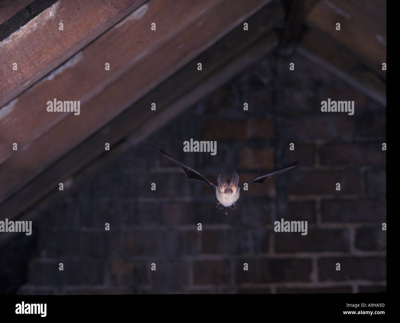 Brown Long eared Bat Plecotus auritus in volo Foto Stock