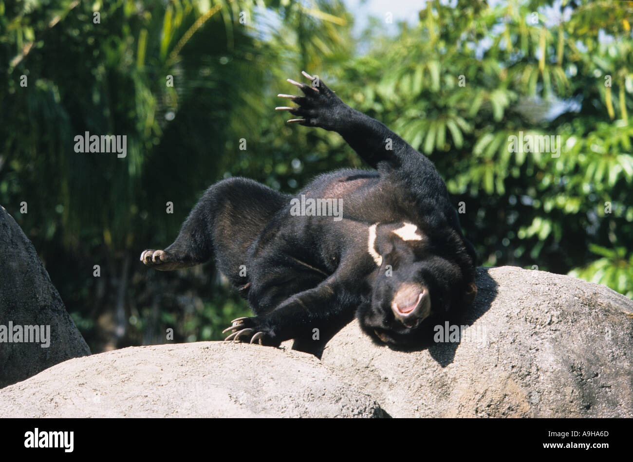 Malaysian Sun Bear Helarctos malayanus giacente sul retro prendere il sole sulle rocce specie in via di estinzione Foto Stock