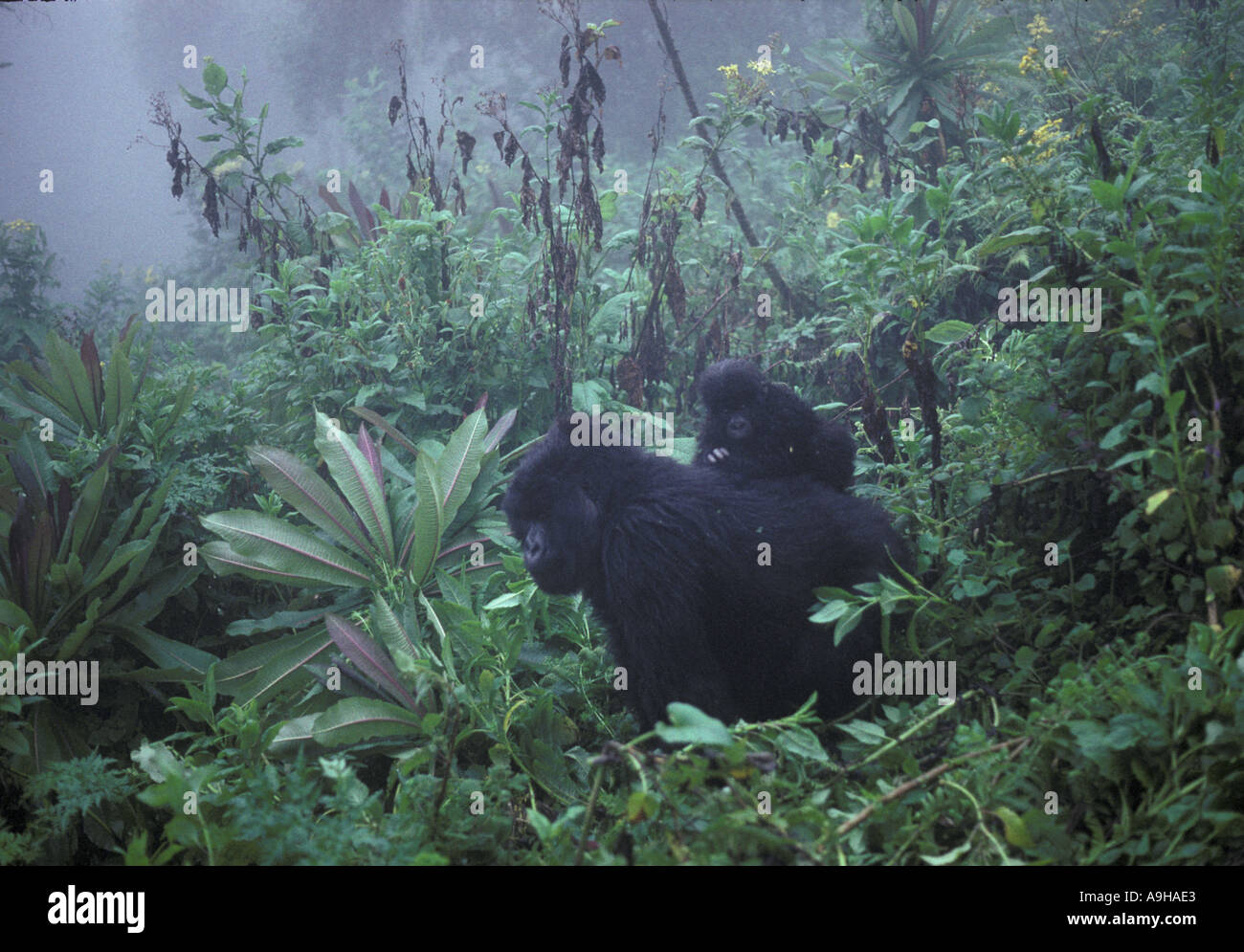 Gorilla di Montagna Gorilla beringei g Close up con adulti giovani tra la vegetazione Foto Stock