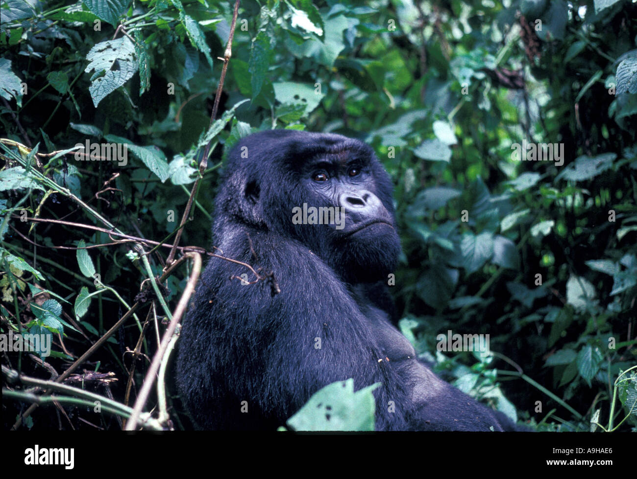 Gorilla di Montagna G gorilla beringei maschio seduta nella vegetazione Foto Stock