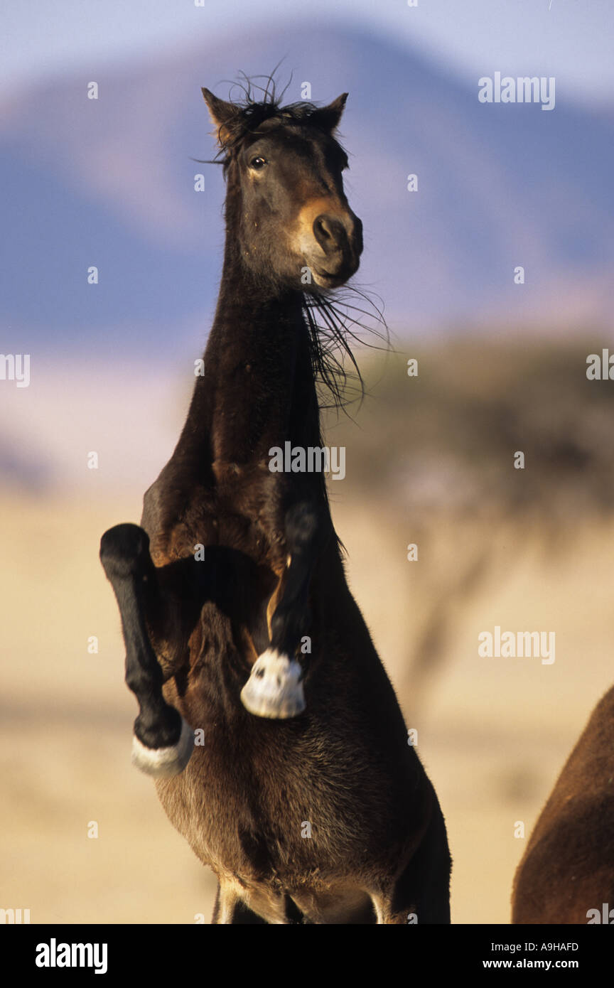 Cavallo Mustang impennarsi sulle zampe posteriori Namib Desert vicino alla città di Aus Namibia Foto Stock