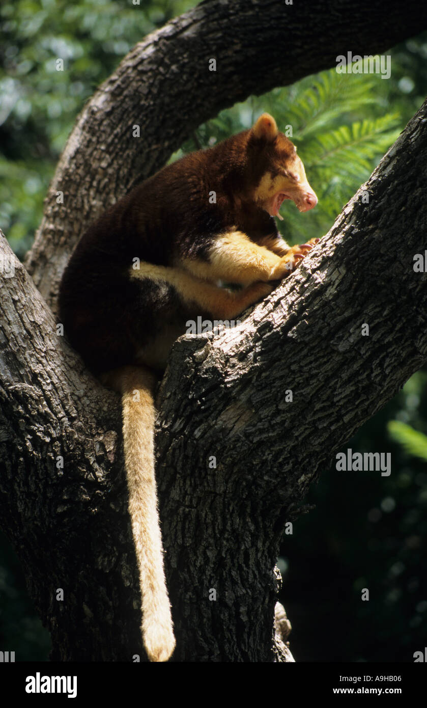 Struttura Matschies Kangaroo Dendrolagus matschiei appoggiata nella struttura ad albero del Sud Australia Foto Stock