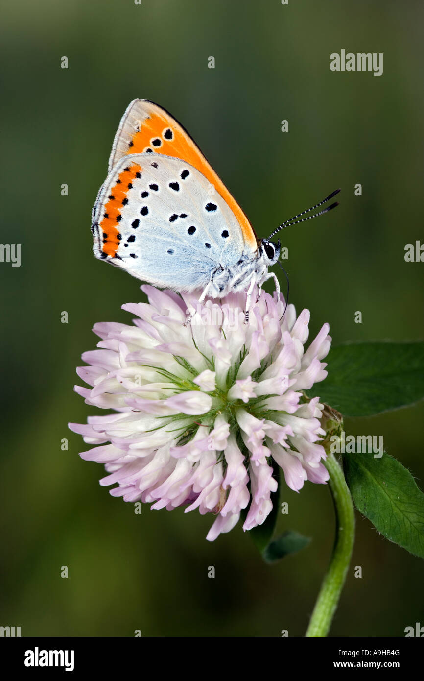 Rame di grandi dimensioni Lycaena dispar nectering sul chiodo di garofano con bel al di fuori della messa a fuoco lo sfondo Foto Stock