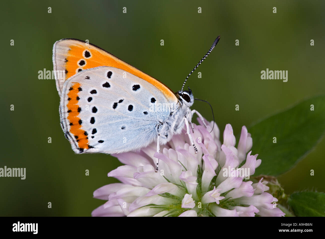Rame di grandi dimensioni Lycaena dispar nectering sul chiodo di garofano con bel al di fuori della messa a fuoco lo sfondo Foto Stock