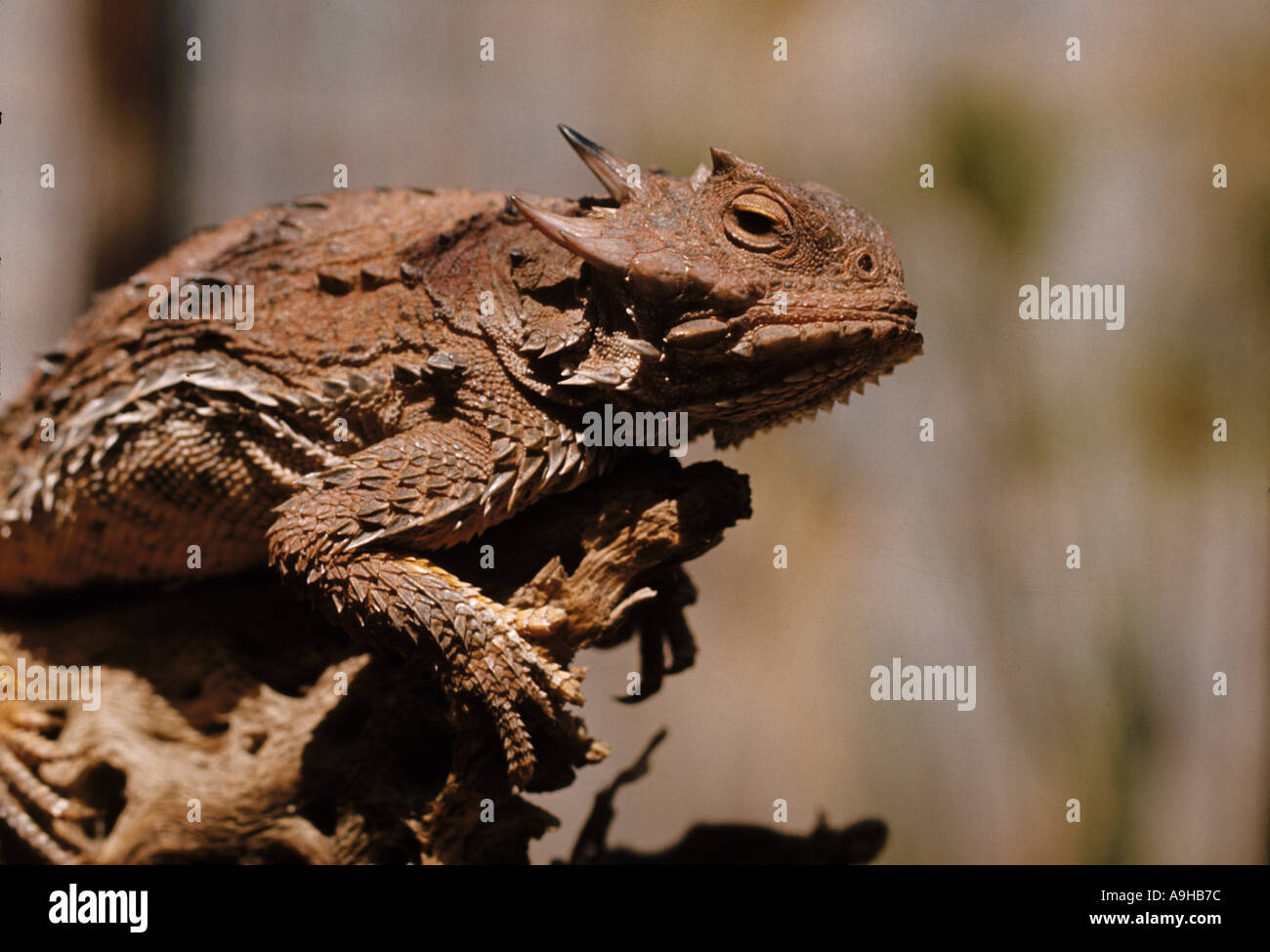 Avvisatore acustico Toad Lizard Close up seduta sul ramo Foto Stock