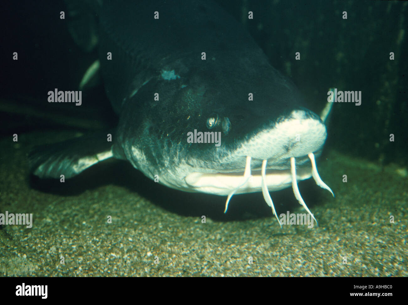 Pesce storione europeo Acipenser sturio Close up mostra bocca Zoo di Rotterdam Foto Stock