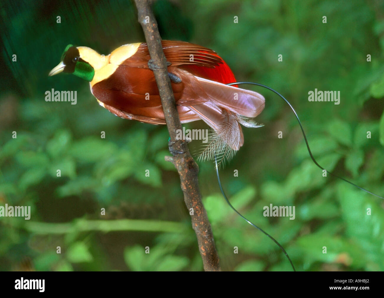 Maggiore uccello del paradiso (Paradisaea apoda), seduti su ramoscello Foto Stock