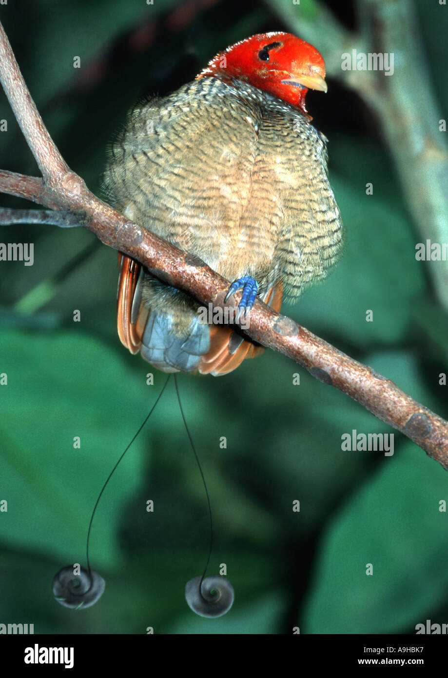 Re uccello del paradiso (Cicinnurus regius), maschio Foto Stock