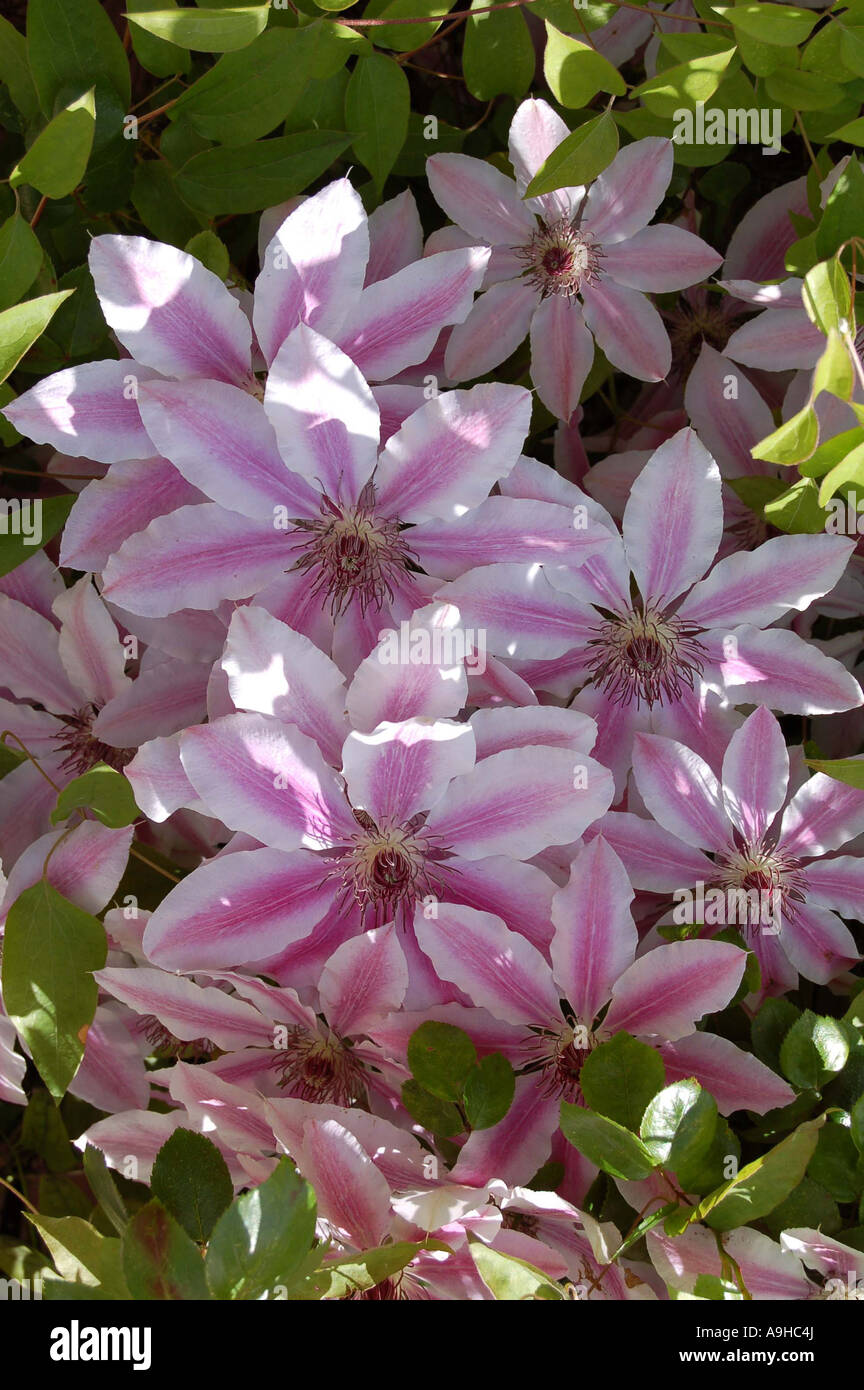 Clematis Nelly Moser Foto Stock