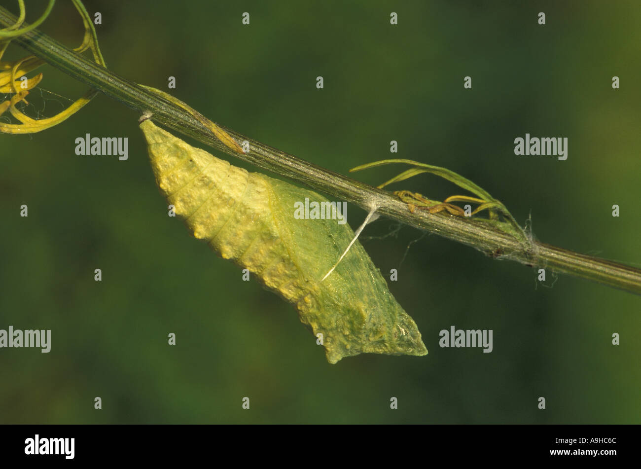 Coda forcuta Papilio machaon Pupa Foto Stock