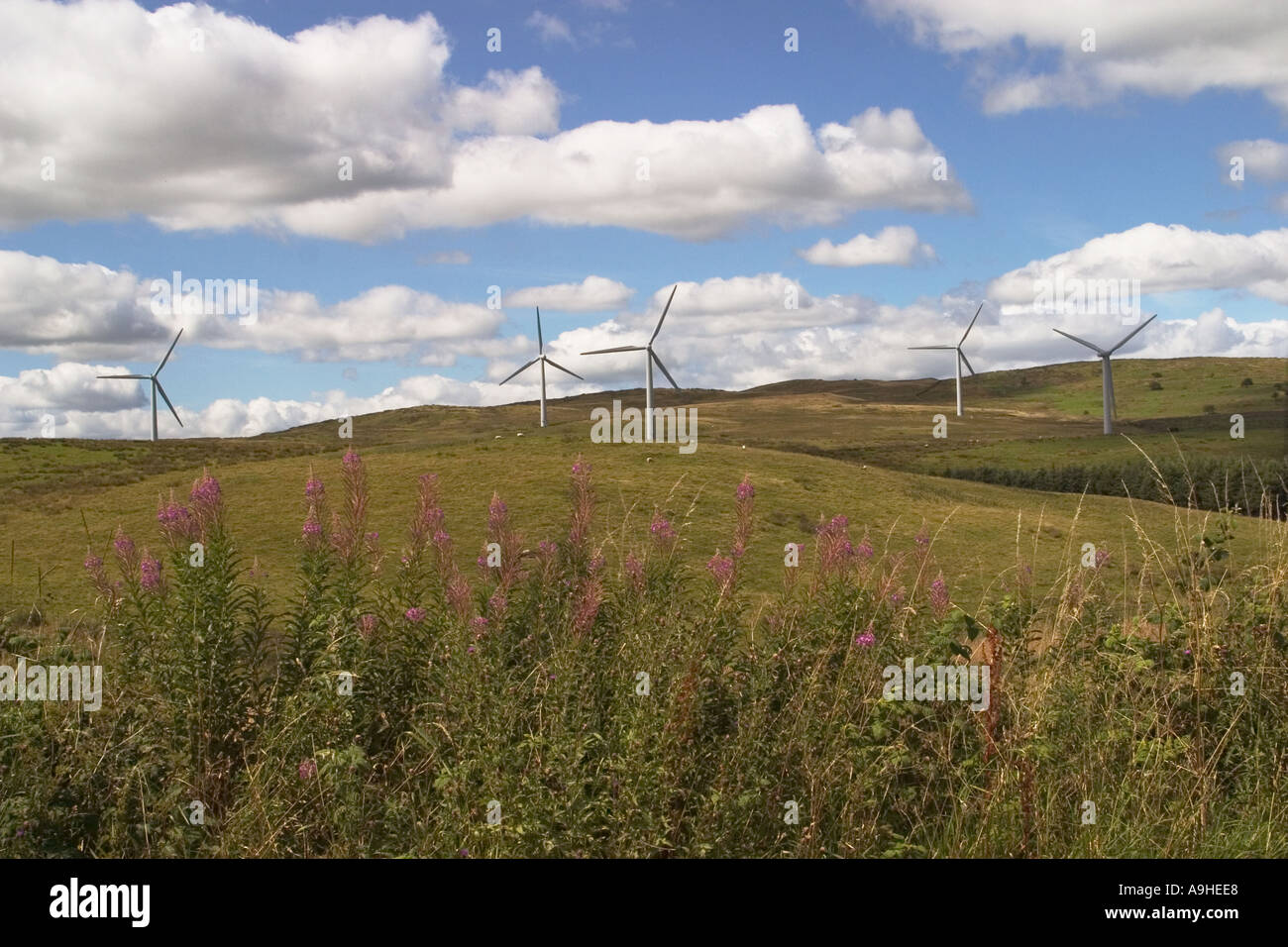 Vista su fiori selvatici verso il potere di vento turbine che producono energia elettrica per la parte di Cumbria Regno Unito a Lambrigg Wind Farm Foto Stock