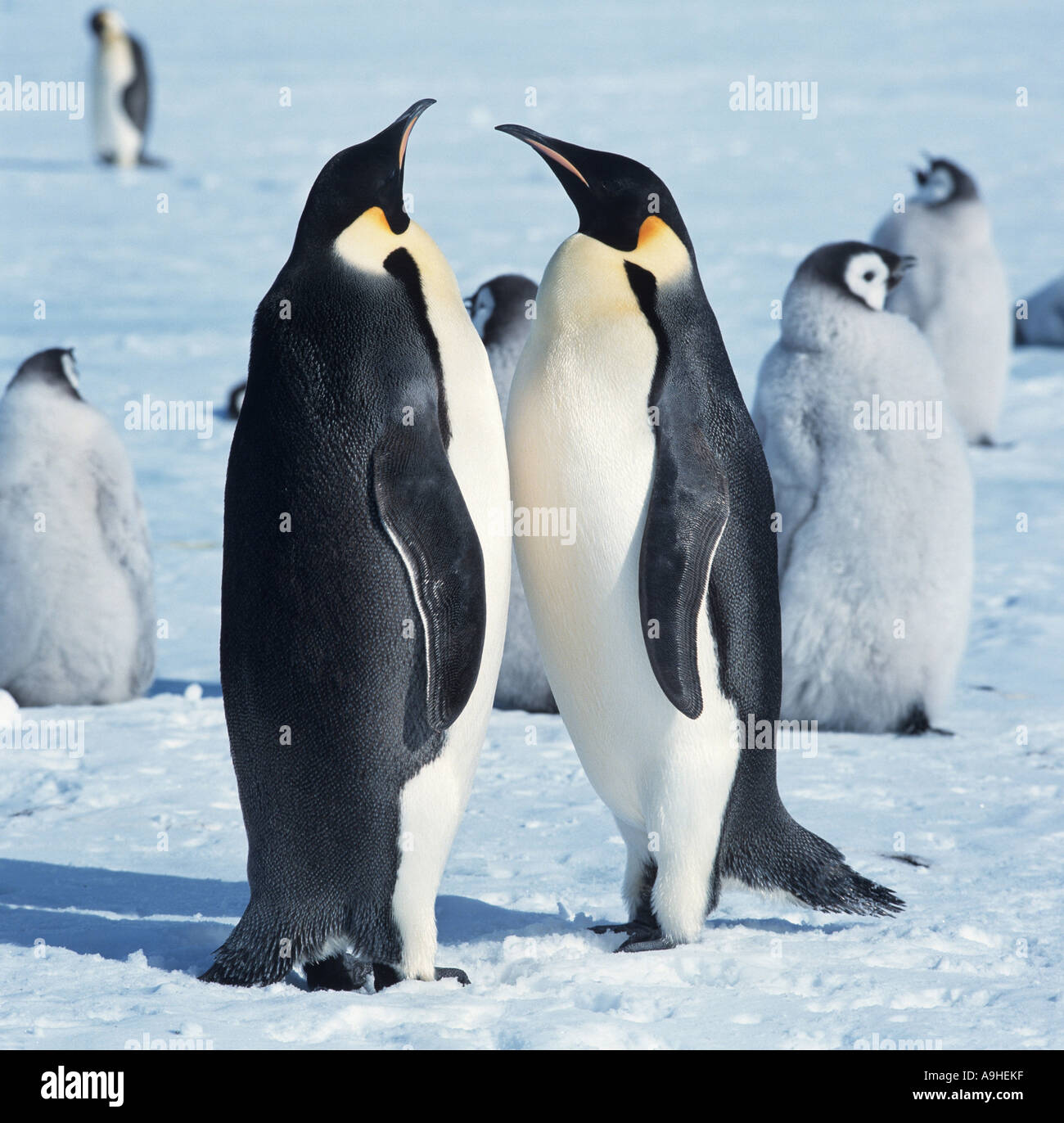 Pinguini imperatore (Aptenodytes forsteri), saluto ogni altro, con pulcini in background, Antartide Foto Stock