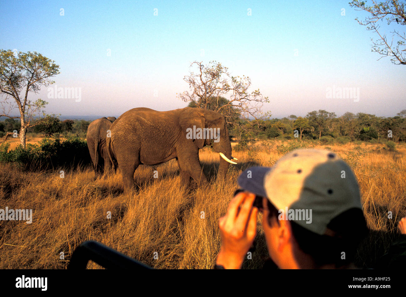 Sud Africa turisti elefanti di visione a distanza ravvicinata Sabi Sabi game reserve Foto Stock