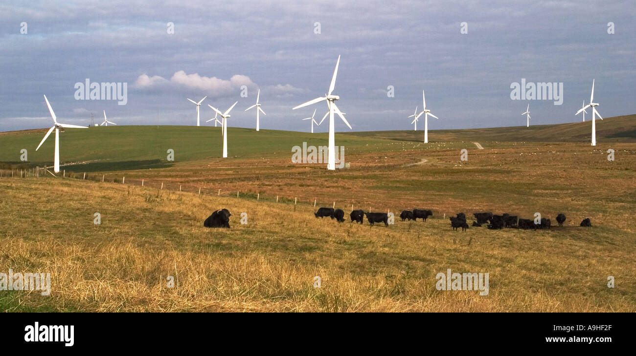 Il potere di vento turbine che producono energia elettrica in Galles Centrale, Regno Unito al Bryn Titley Wind Farm con pecore e bestiame al pascolo su terreni agricoli attorno a turbine Foto Stock