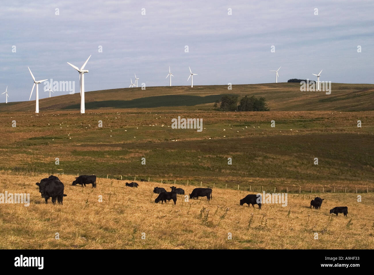 Il potere di vento turbine che producono energia elettrica in Galles Centrale, Regno Unito al Bryn Titley Wind Farm con pecore e bestiame al pascolo su terreni agricoli attorno a turbine Foto Stock