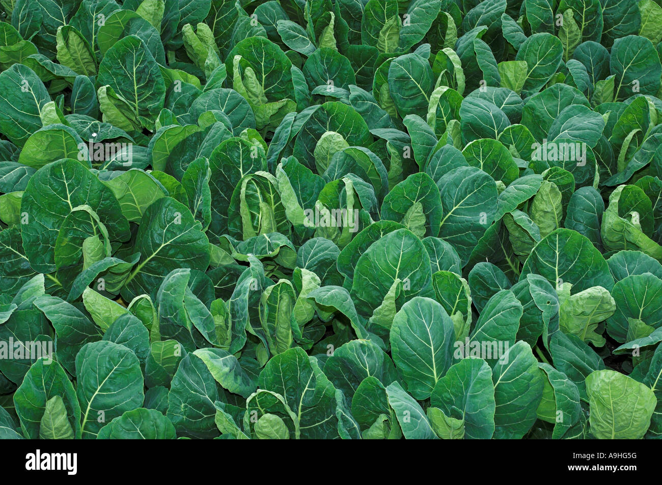 La lattuga in crescita in un organico di serra unità di produzione Foto Stock
