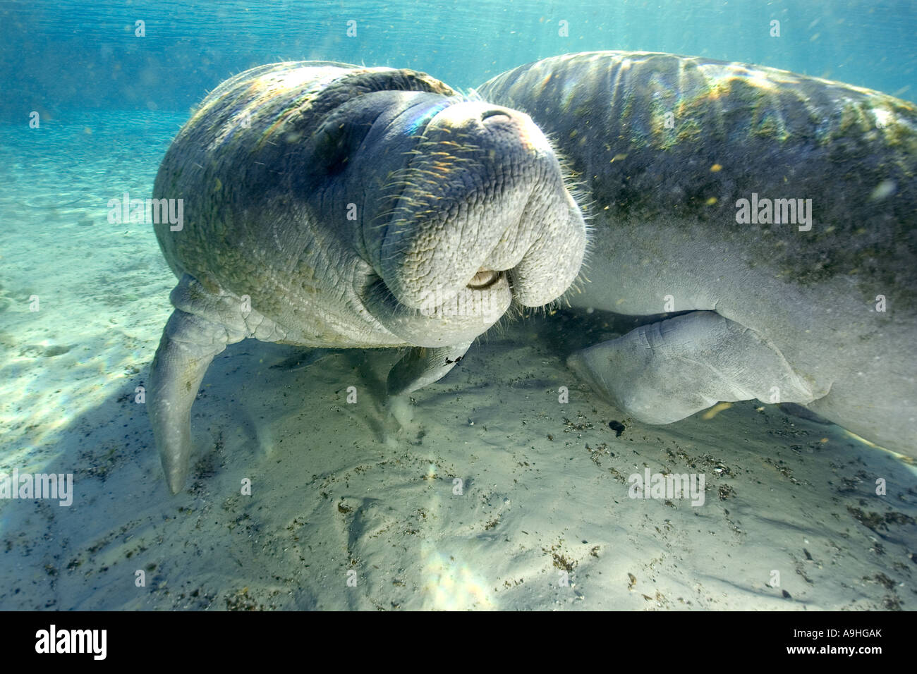 Florida manatee Trichechus manatus latirostris Crystal River Florida USA Foto Stock