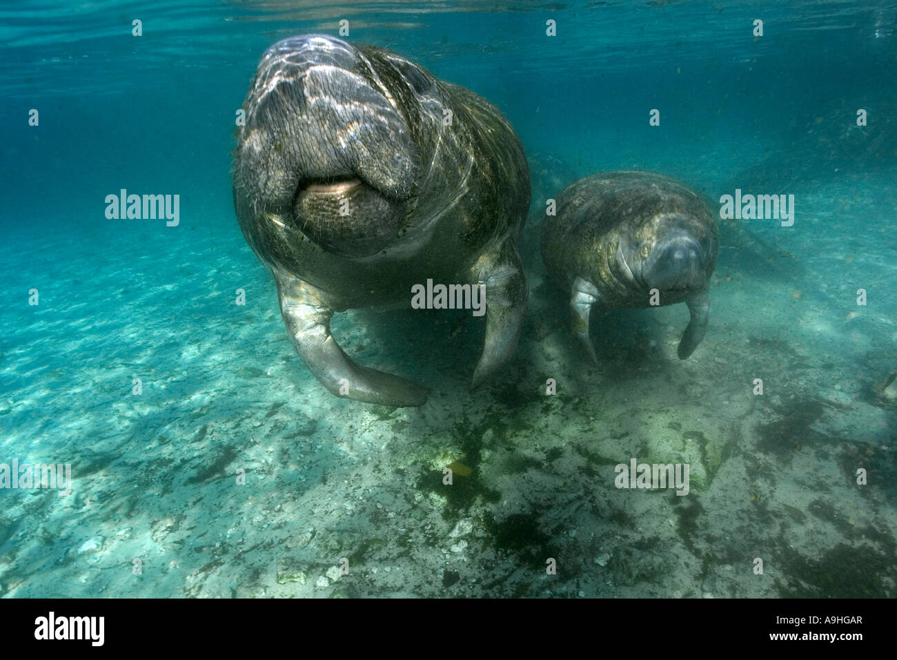 Florida manatee Trichechus manatus latirostris madre e manto di vitello a respirare Crystal River Florida USA Foto Stock