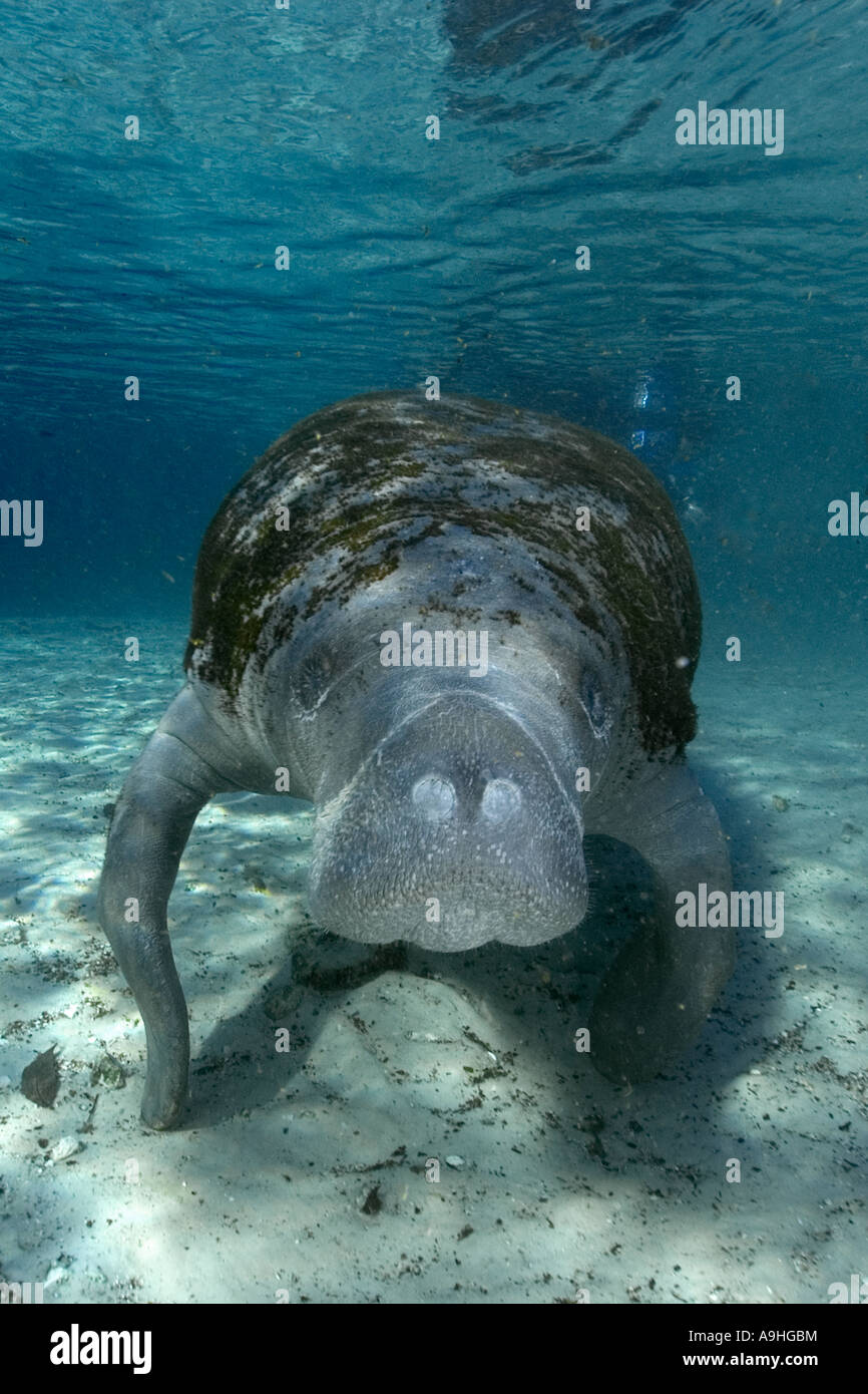 Florida manatee Trichechus manatus latirostris Crystal River Florida USA Foto Stock