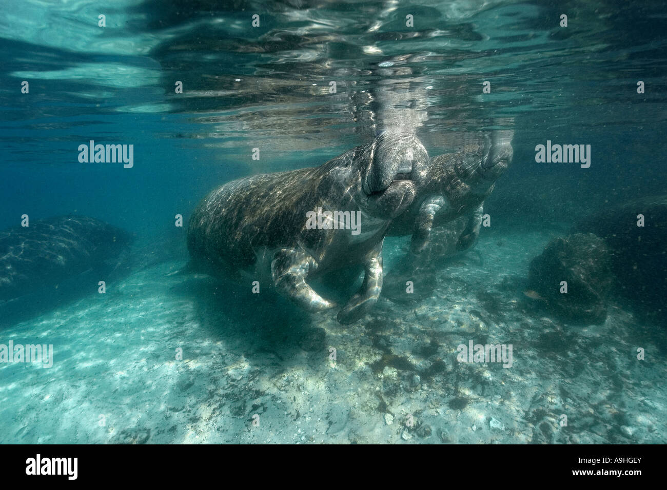 Florida manatee Trichechus manatus latirostris superfici per respirare Crystal River Florida USA Foto Stock