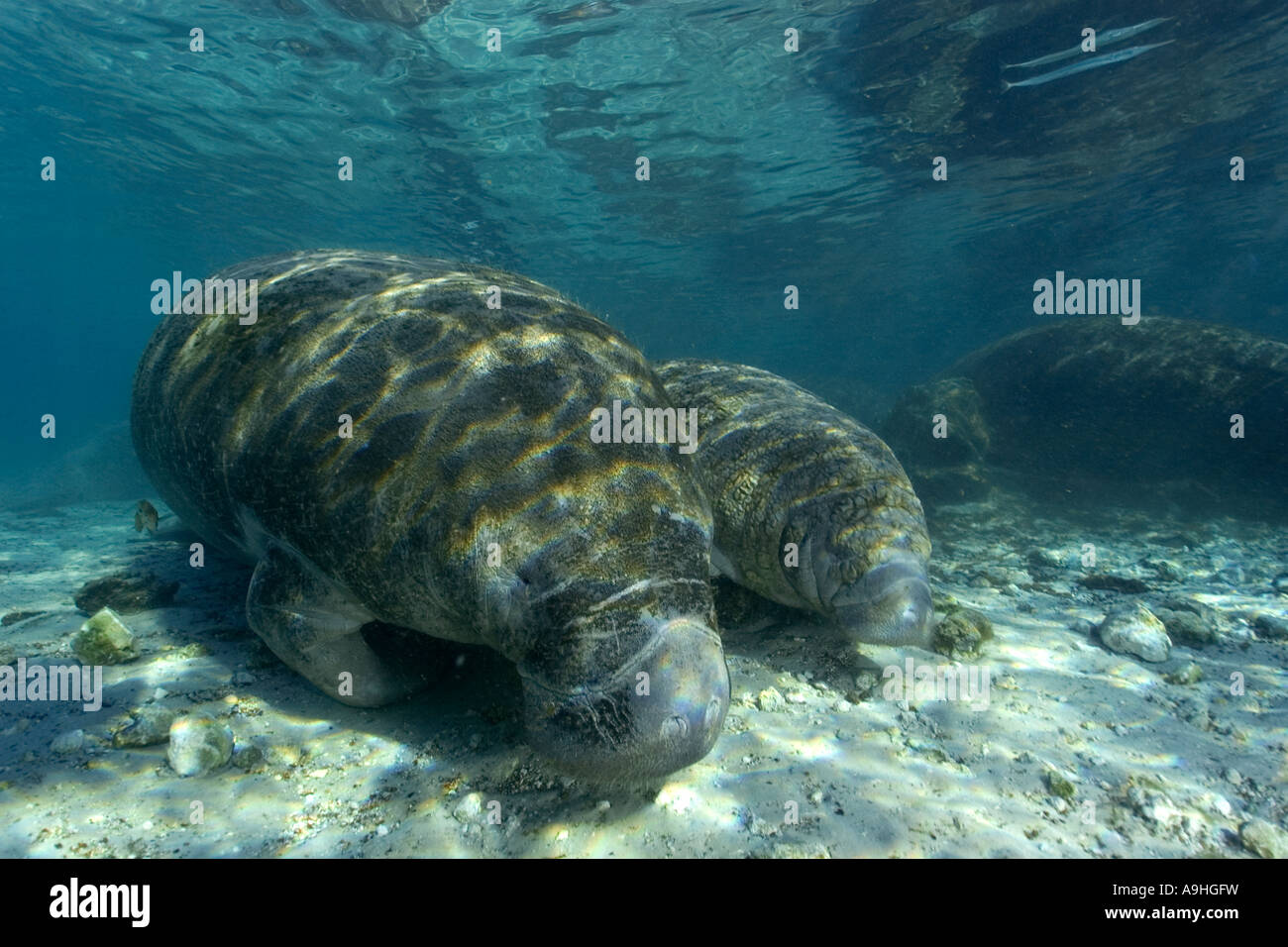 Florida manatee Trichechus manatus latirostris Crystal River Florida USA Foto Stock