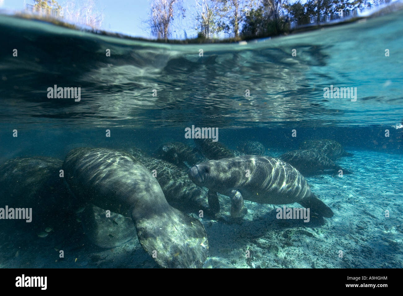 Florida manatee Trichechus manatus latirostris Crystal River Florida USA Foto Stock